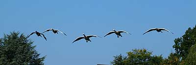 Aachener Zoo Aachener-Zoo-Gans-001